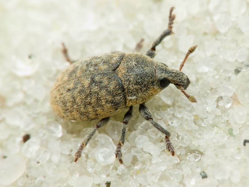 Larinus Dejean, 1821